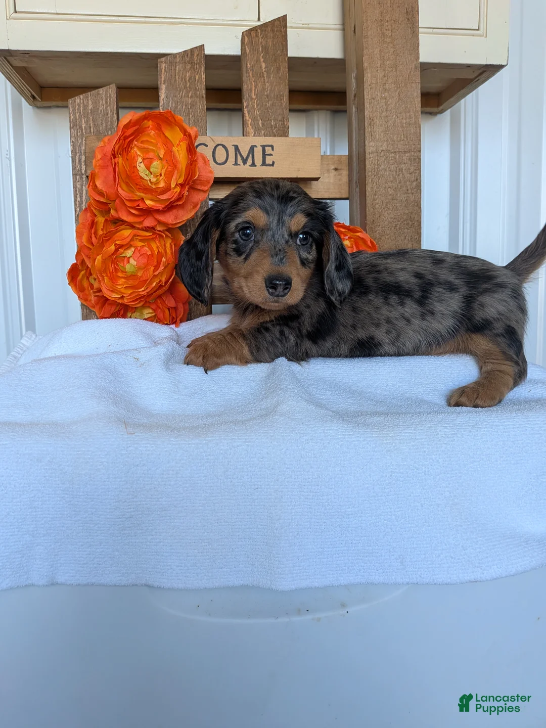Miniature Dachshund dogs for sale: Miniature Dachshund Puppy 2 - Ad 2