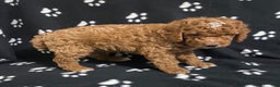Miniature Poodle dogs for sale: Benji - Ad 3