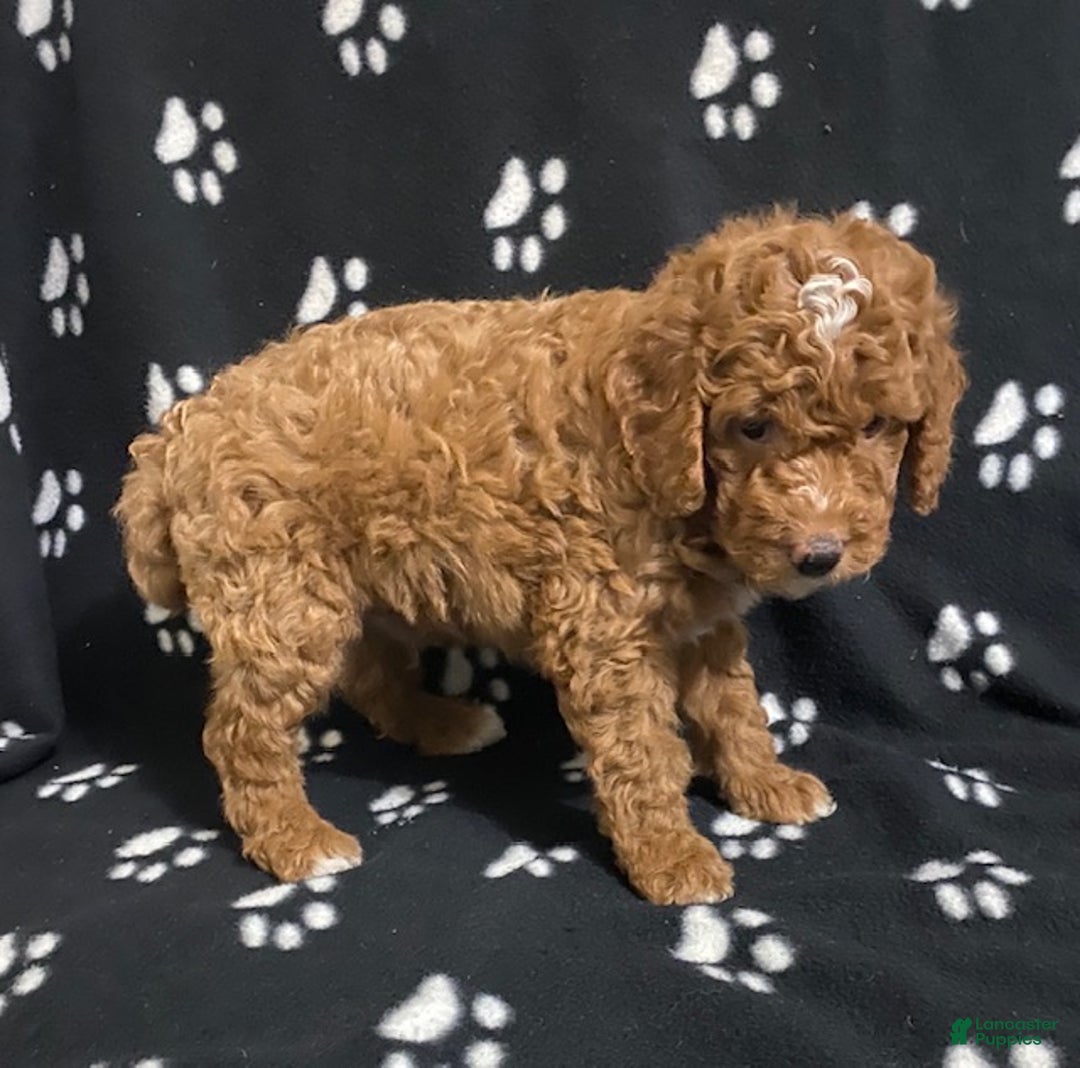 Miniature Poodle dogs for sale: Benji - Ad 3