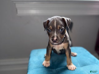 American Pit Bull Terrier dogs - Ad 35