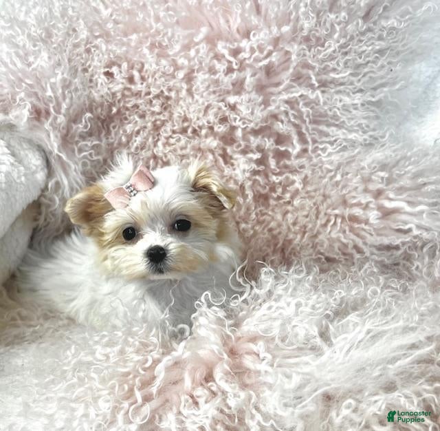 Maltese dogs Maltese Puppy 1 - Ad 9