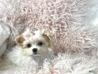 Maltese dogs Maltese Puppy 1 - Ad 16