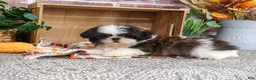 Shih Tzu dogs for sale: Abel - Ad 4