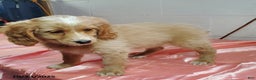 Mini Goldendoodle dogs for sale: Blossom - Ad 3