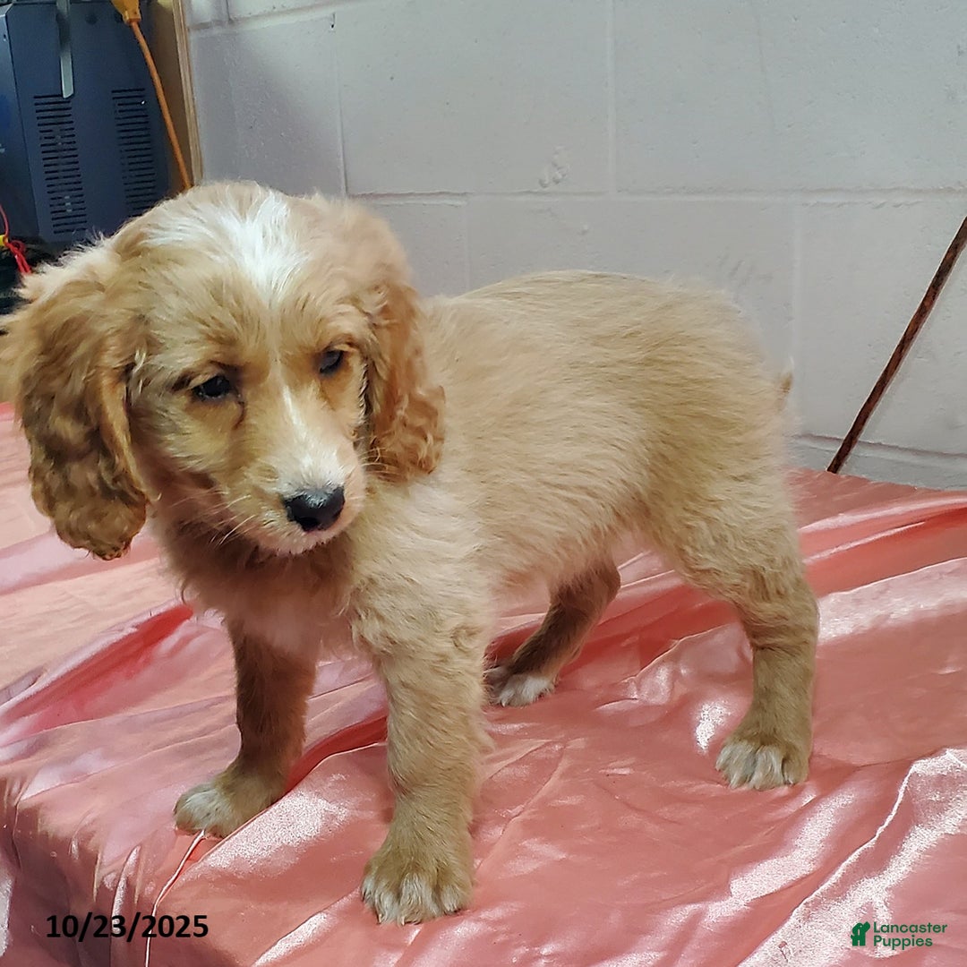 Mini Goldendoodle dogs for sale: Blossom - Ad 3