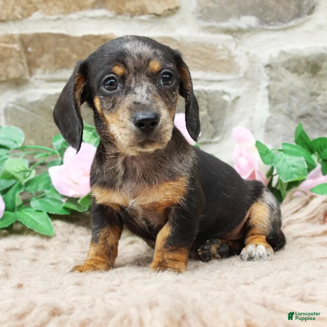 Miniature Dachshund dogs for sale: Patrick - Ad 1