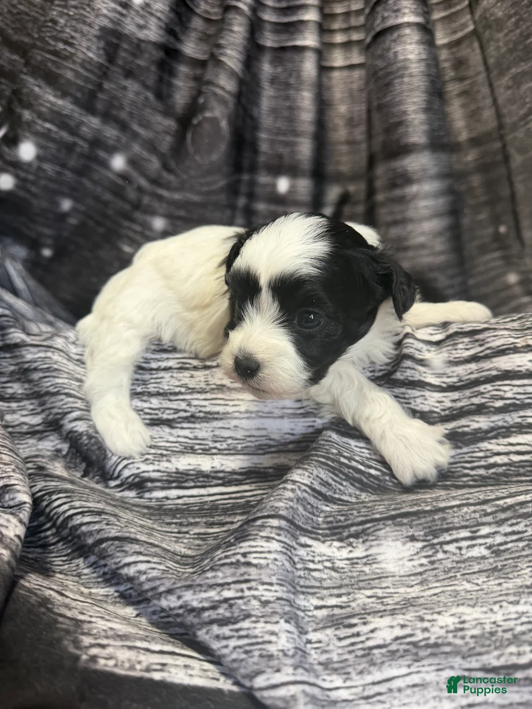 Maltipoo dogs for sale: Maltipoo Puppy 3 - Ad 3