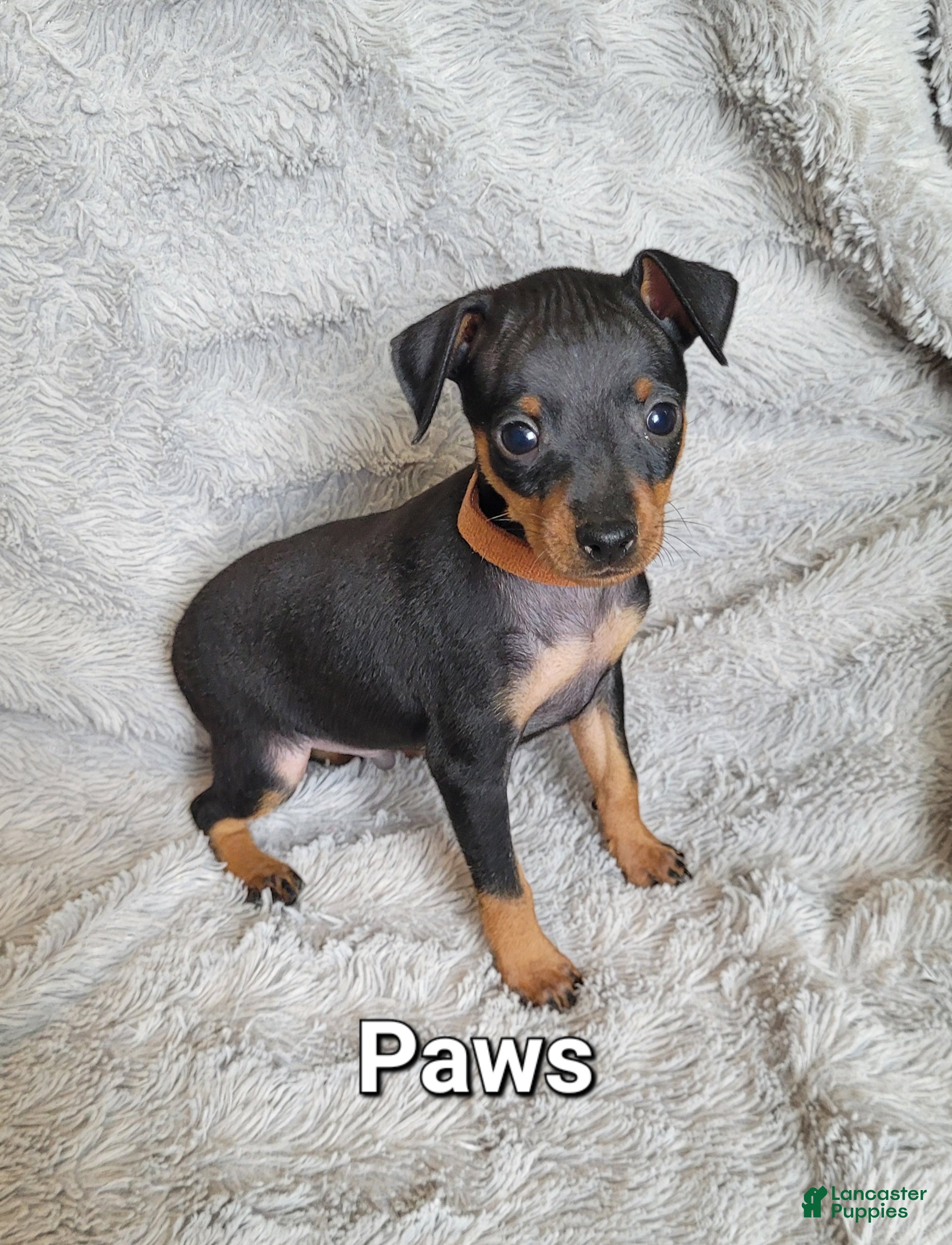 Miniature Pinscher dogs Paws 🐾  - Ad 31