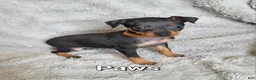 Miniature Pinscher dogs for sale: Paws 🐾  - Ad 1