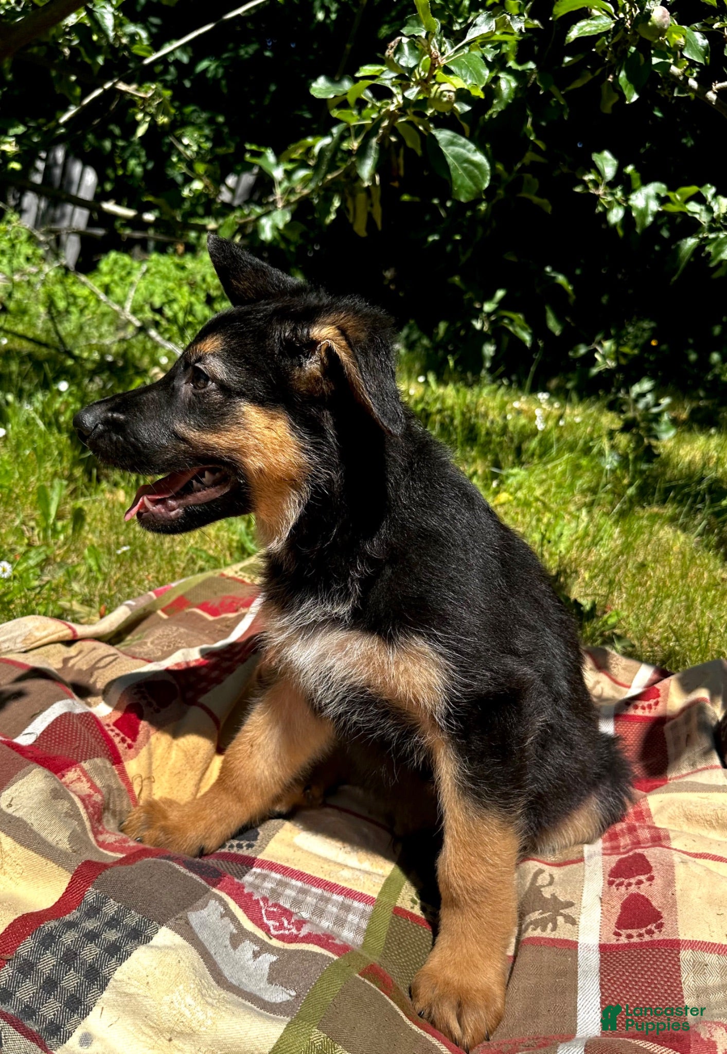 German Shepherd dogs Luke - Ad 6