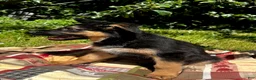 German Shepherd dogs for sale: Luke - Ad 1