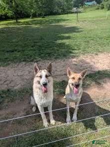 German Shepherd dogs German Shepherd 5 - Ad 2