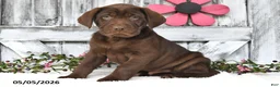 Labrador Retriever dogs for sale: Duke - Ad 5
