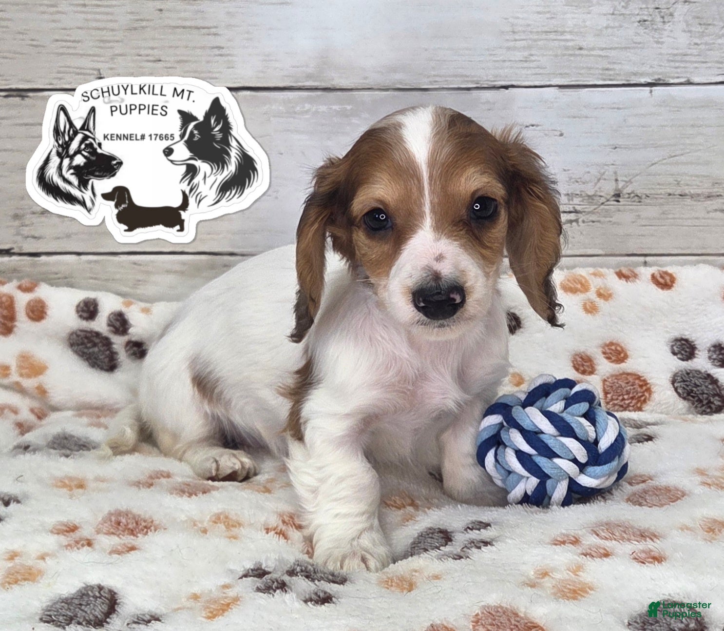 Miniature Dachshund dogs Olaf - Ad 13