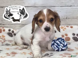 Miniature Dachshund dogs Olaf - Ad 13