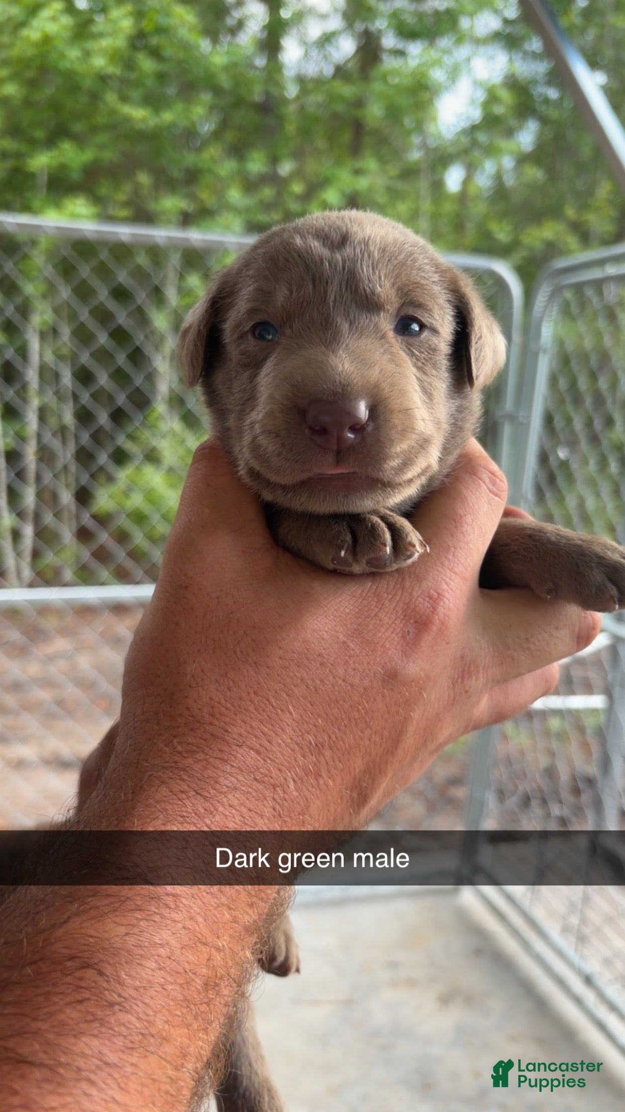 Labrador Retriever dogs Dark green male - Ad 1