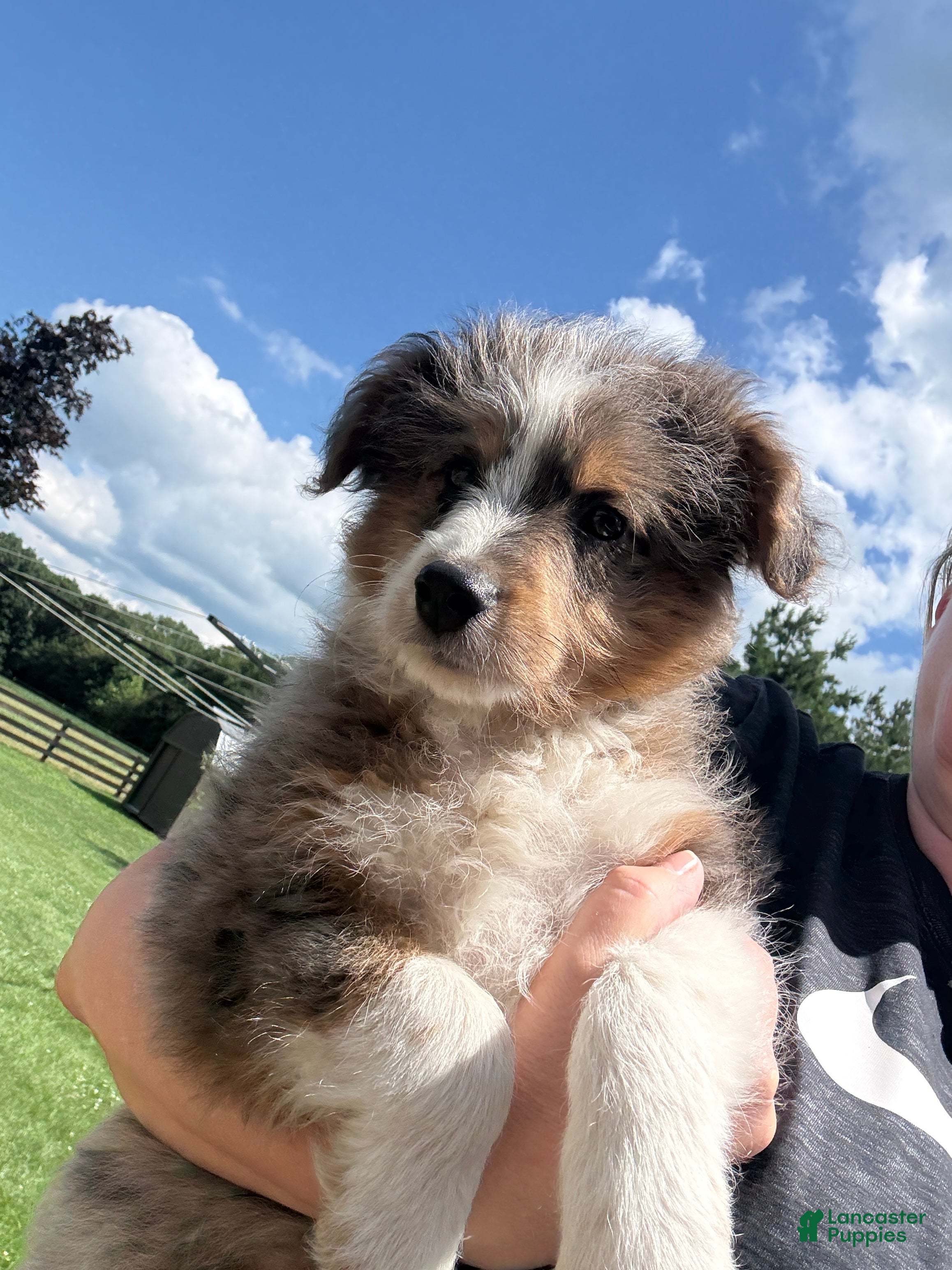 Mini Aussiedoodle dogs Clark new pictures - Ad 1