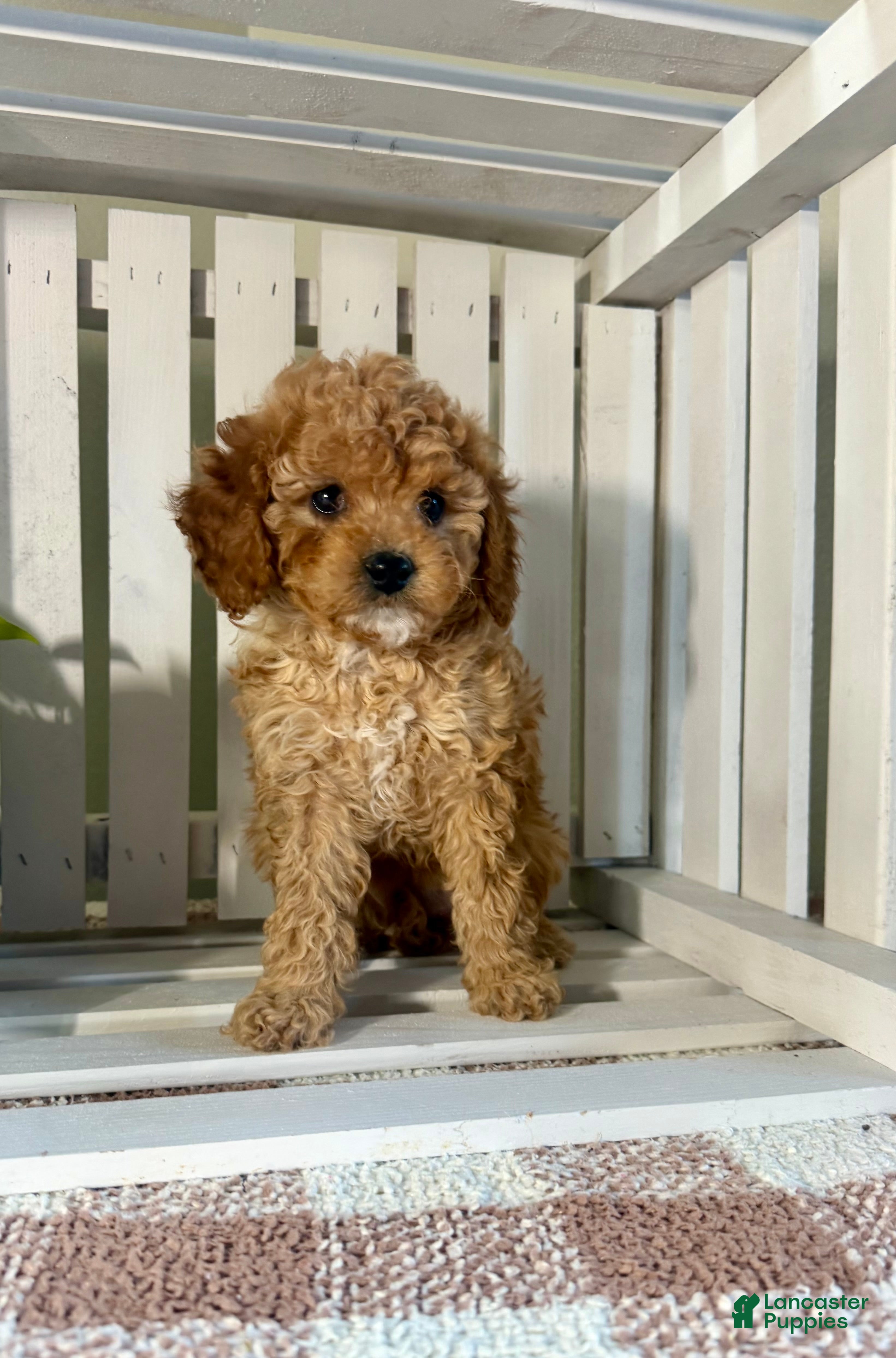Cavapoo dogs Chole - Ad 1