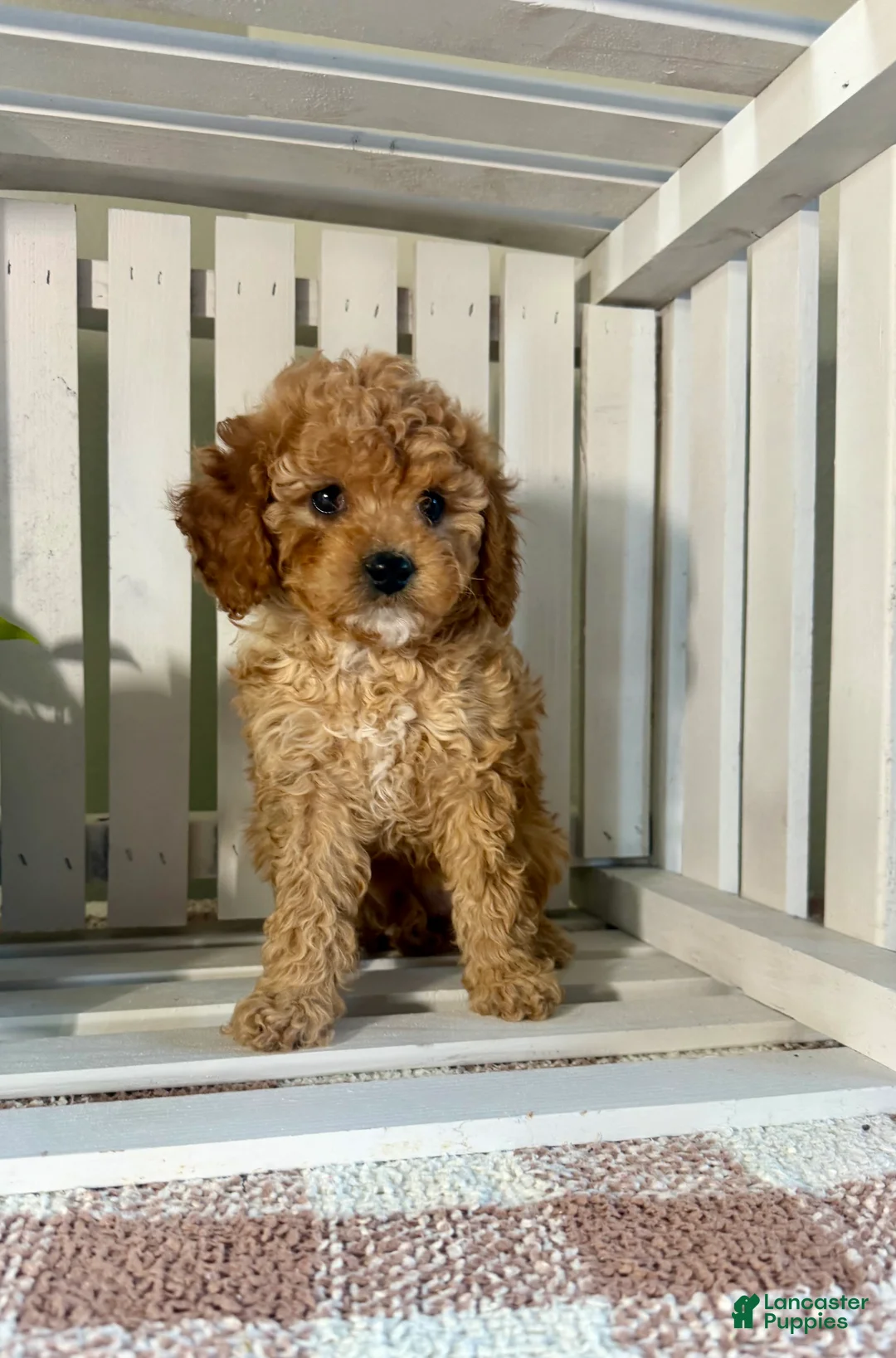 Cavapoo dogs for sale: Chole - Ad 1