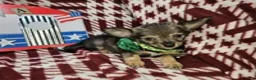 Chihuahua dogs for sale: Goober LH small M - Ad 4