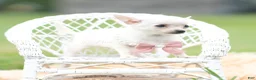 Chihuahua dogs for sale: Teacup Diamond - Ad 8