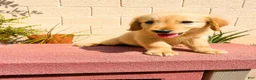Golden Retriever dogs for sale: Golden Retriever 3 - Ad 2
