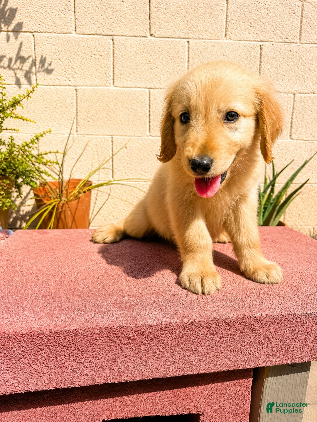 Golden Retriever dogs for sale: Golden Retriever 3 - Ad 2