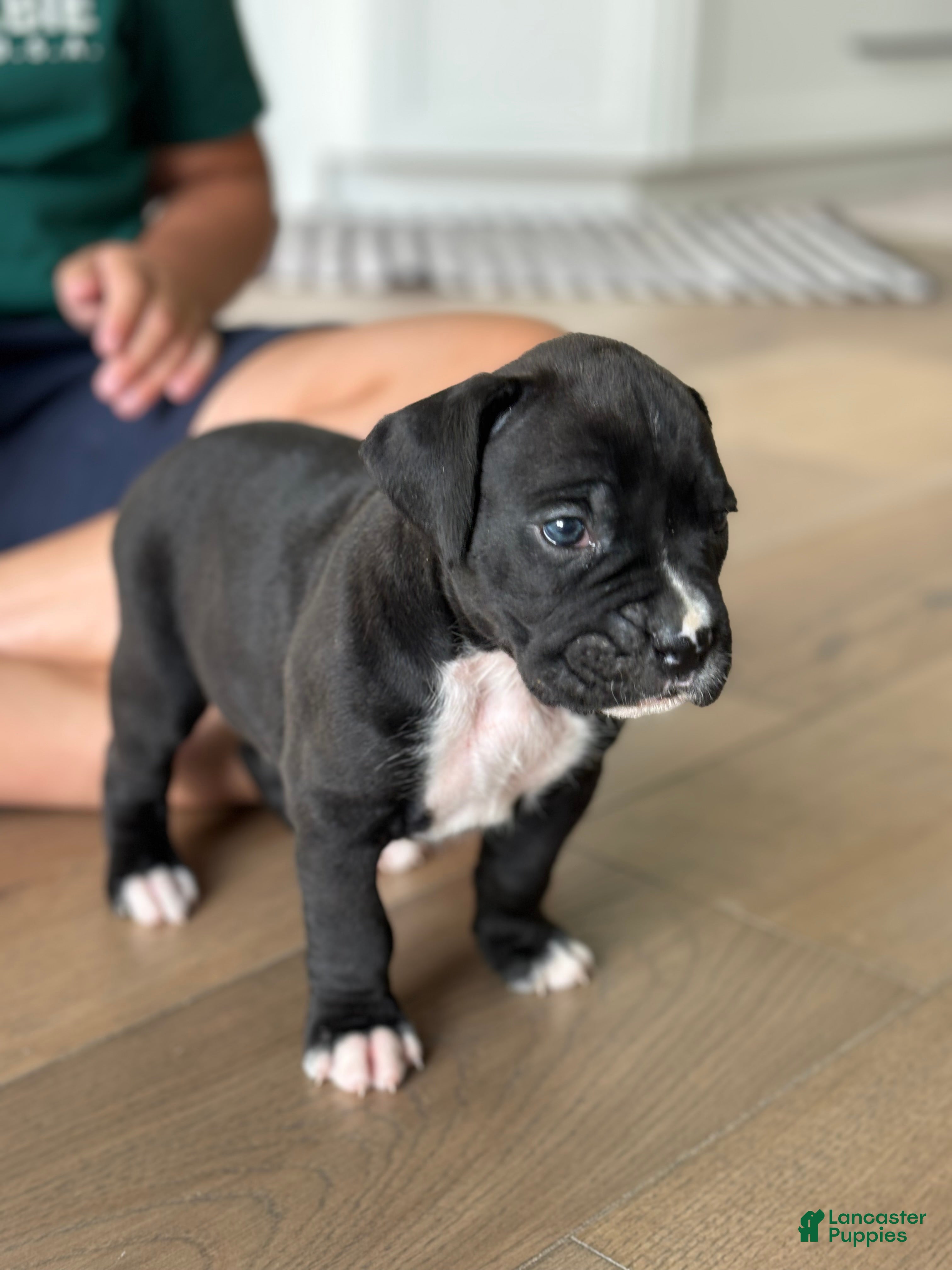 Boxer dogs Charlie  - Ad 2