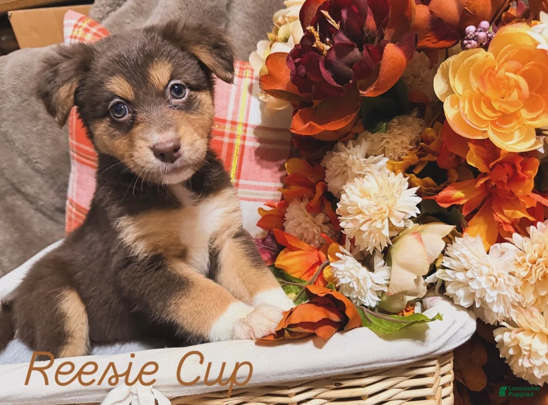 Australian Shepherd dogs for sale: Reesie Cup - Ad 2