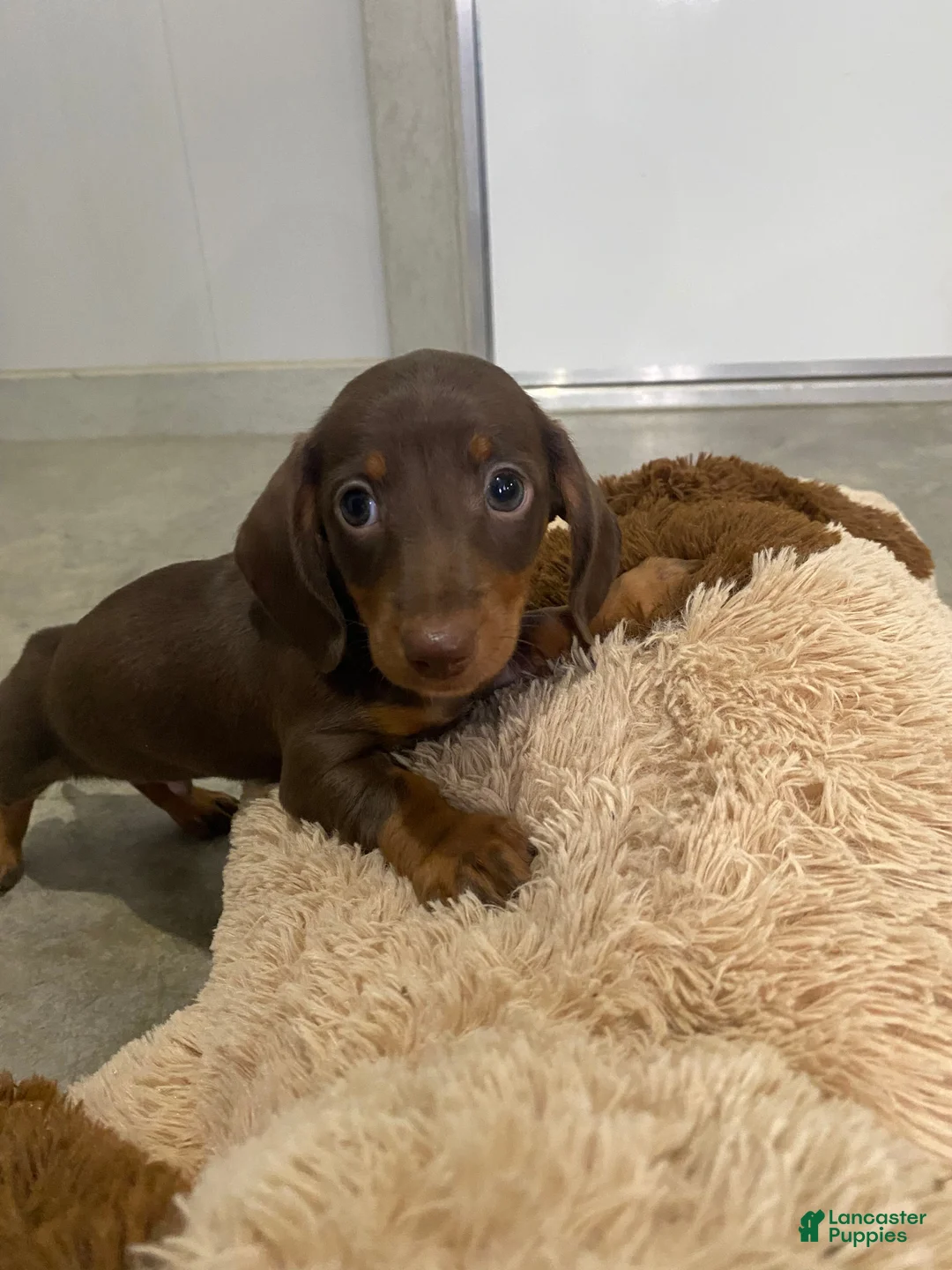 Miniature Dachshund dogs for sale: Beau - Ad 2