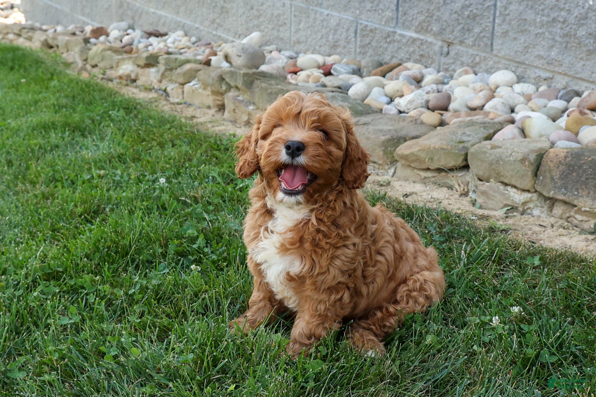 Cavapoo dogs NELLIE - Ad 1