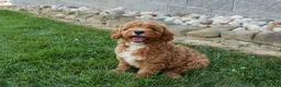 Cavapoo dogs for sale: NELLIE - Ad 1