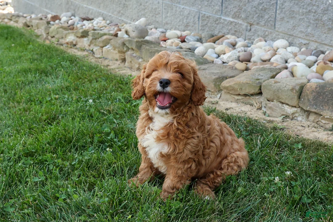 Cavapoo dogs for sale: NELLIE - Ad 1
