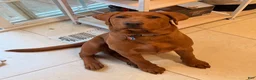 Labrador Retriever dogs for sale: Labrador Retriever 1 - Ad 2
