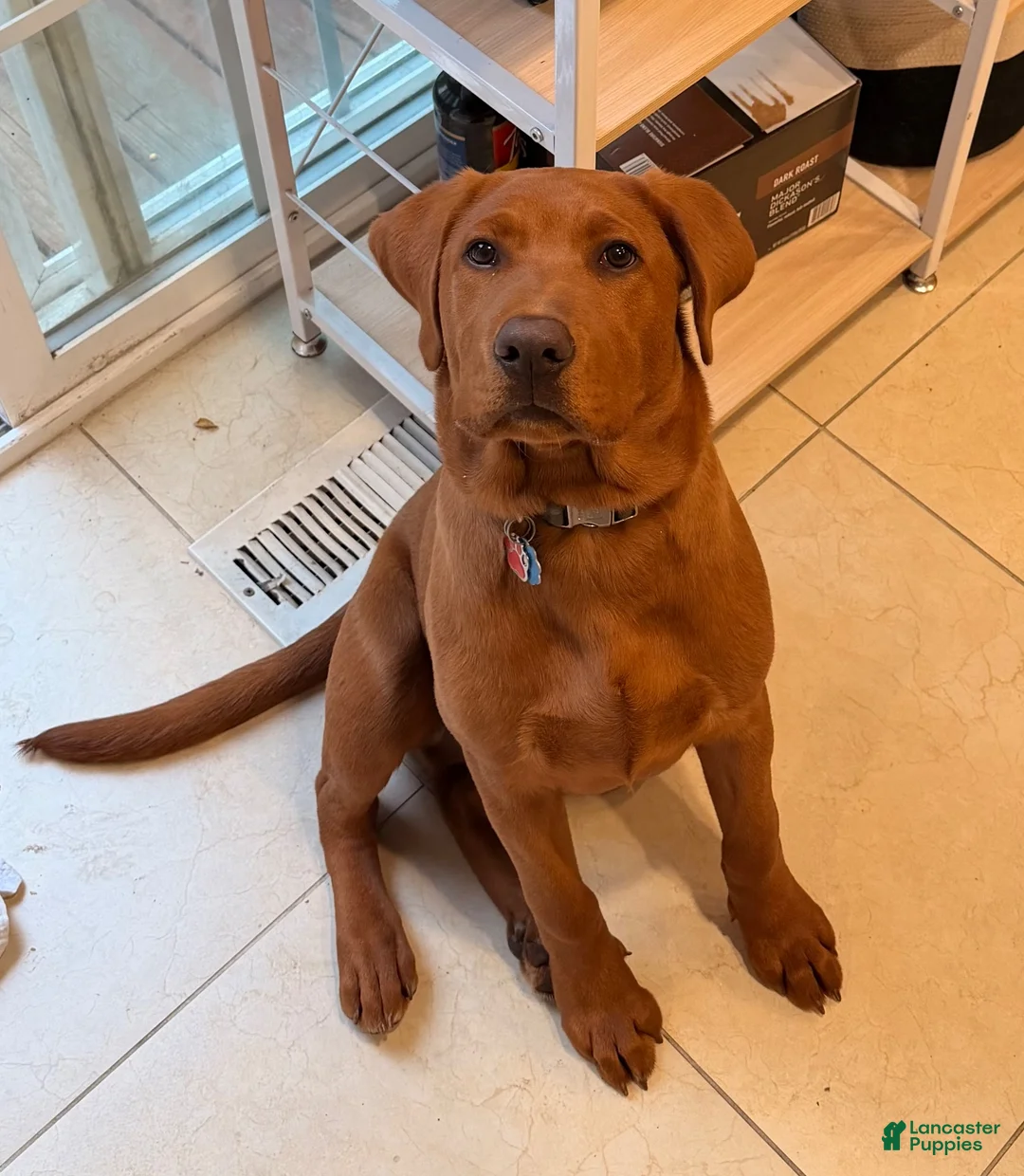 Labrador Retriever dogs for sale: Labrador Retriever 1 - Ad 2