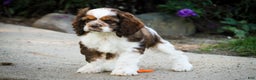 Cocker Spaniel dogs for sale: Badger - Ad 9