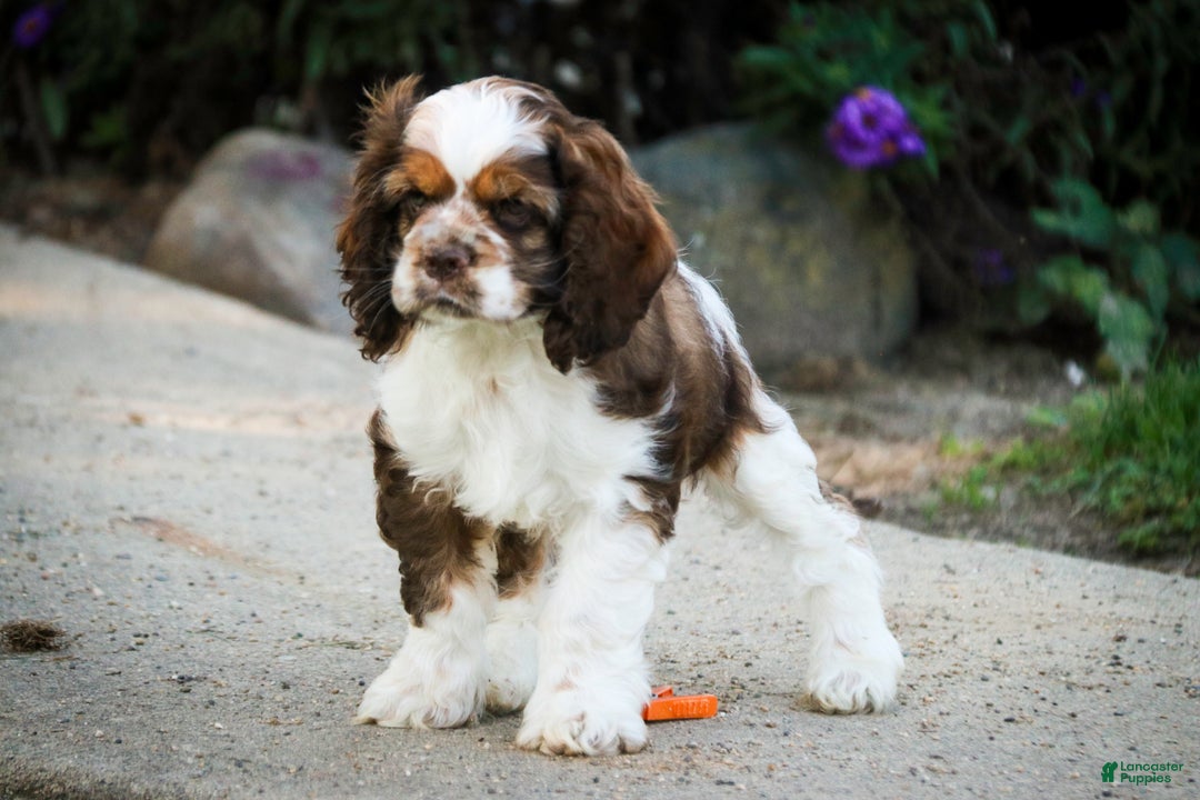Cocker Spaniel dogs for sale: Badger - Ad 9