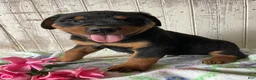 Rottweiler dogs for sale: Hans - Ad 1