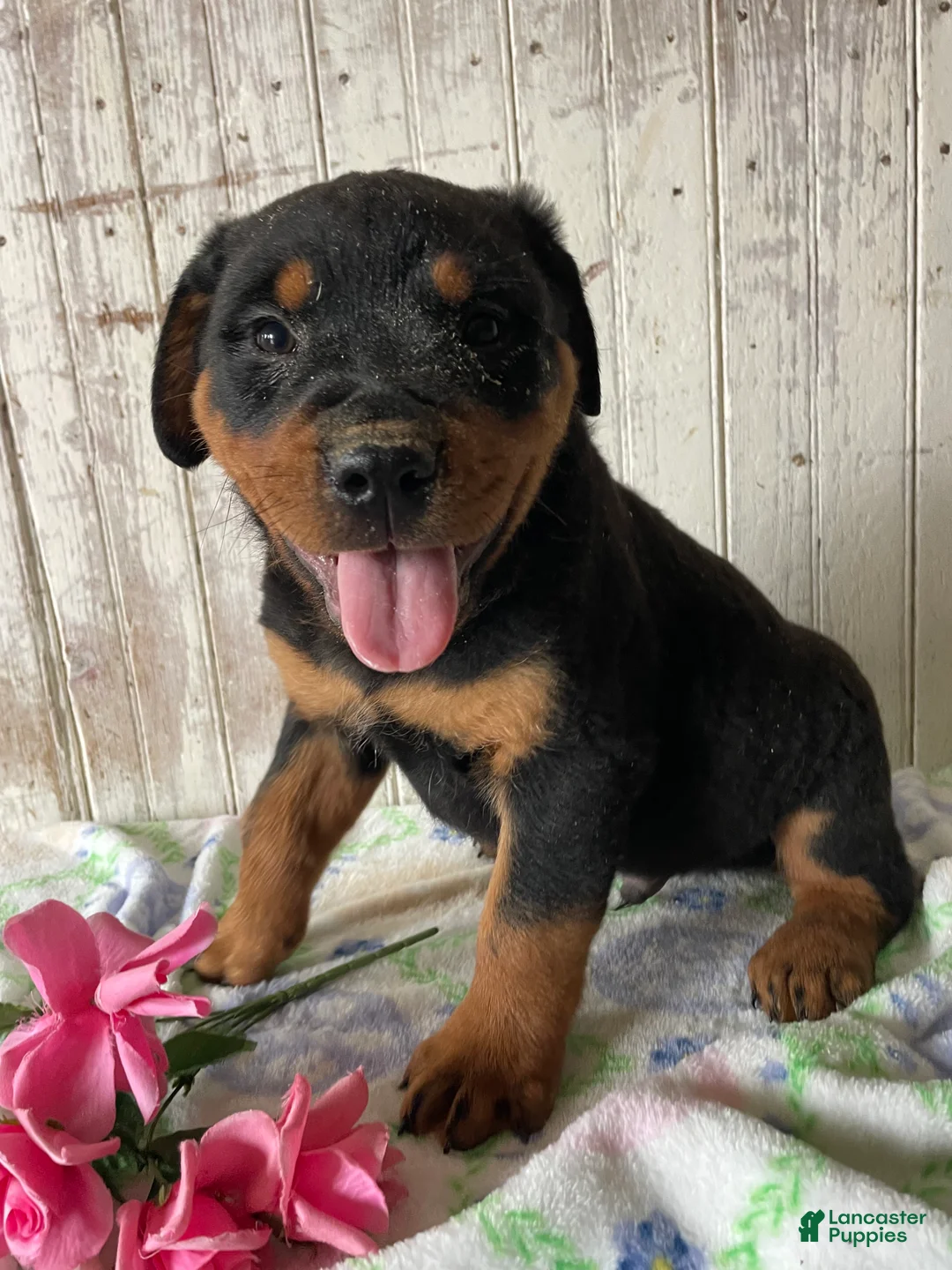 Rottweiler dogs for sale: Hans - Ad 1