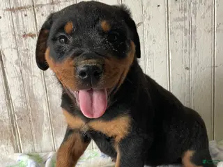 Rottweiler dogs Hans - Ad 30