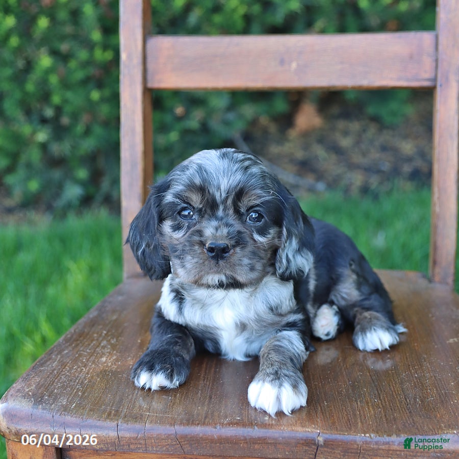 Cockalier dogs for sale: Rover - Ad 3