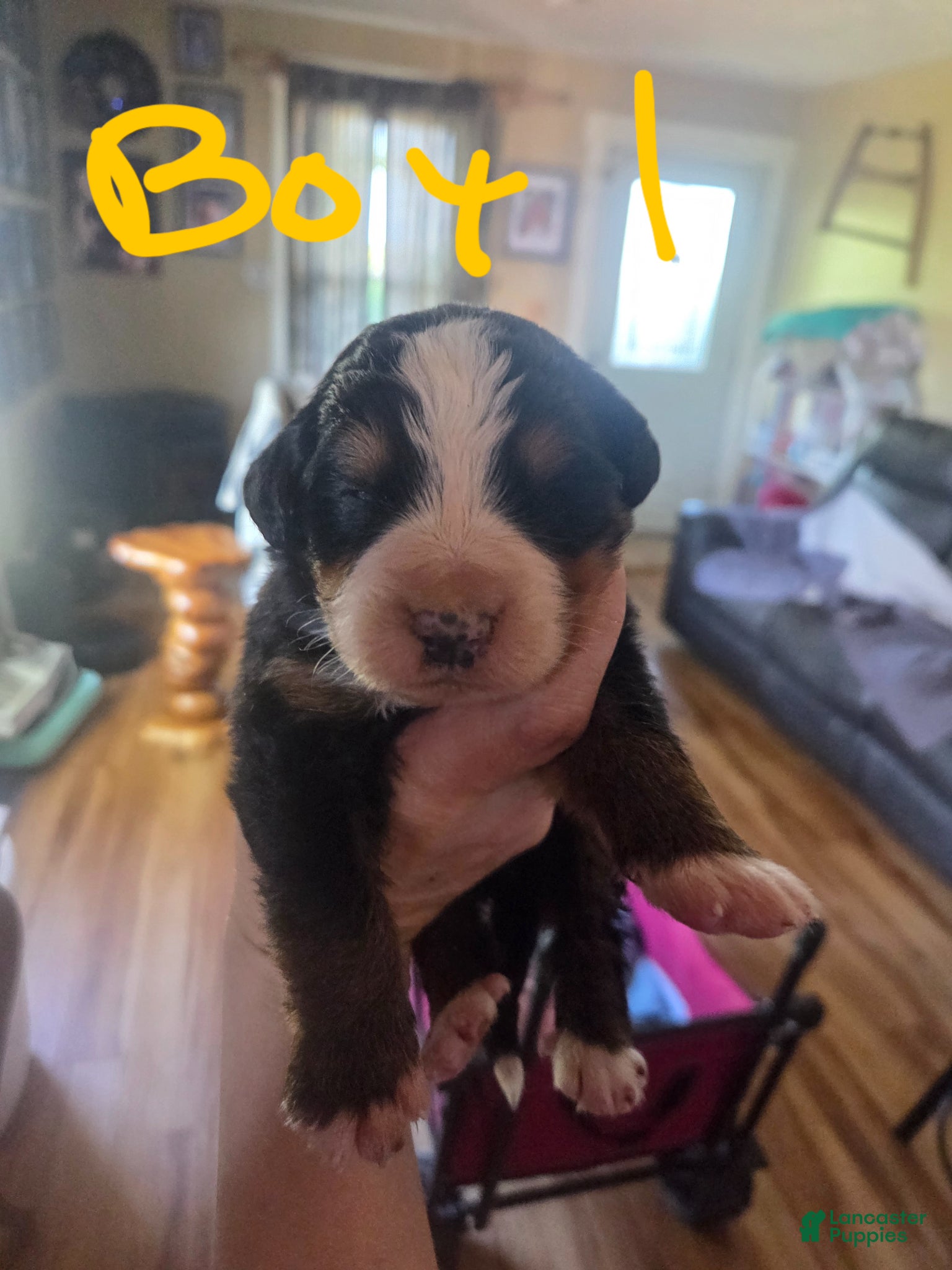 Bernese Mountain Dog dogs Bernese Mountain Dog Puppy 4 - Ad 21