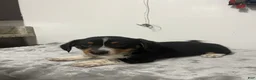 Mixed Breed dogs for sale: Angus  - Ad 6