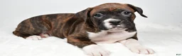Boxer dogs for sale: Bella - Ad 6