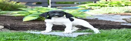 German Shorthaired Pointer dogs for sale: Petunia - Ad 3