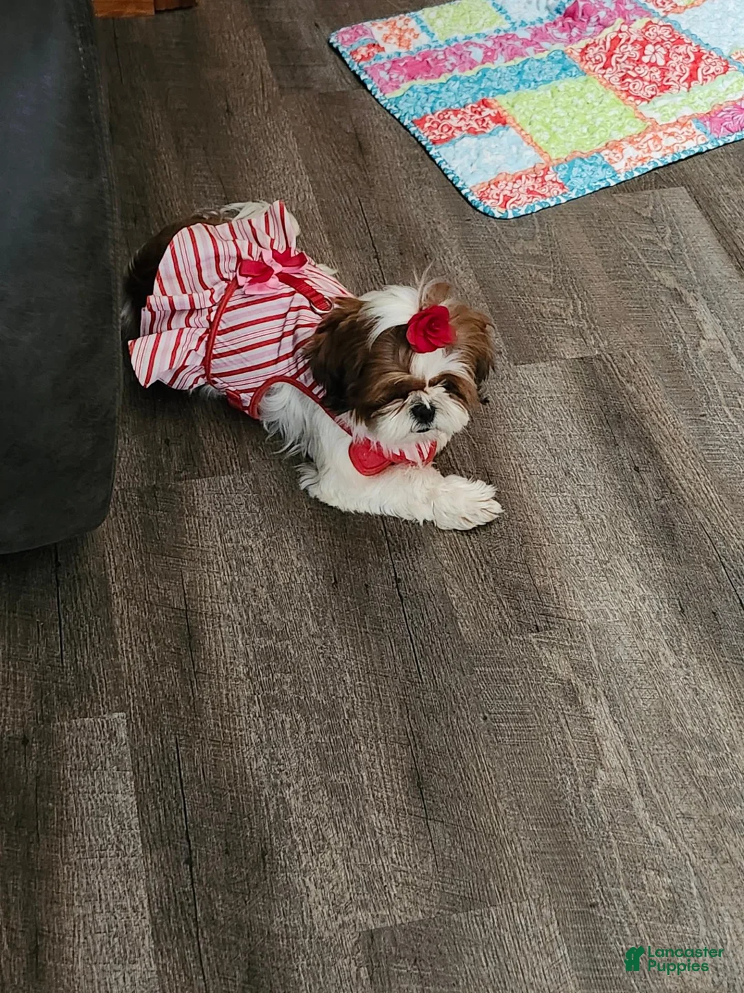 Shih Tzu dogs for sale: Shih Tzu 1 - Ad 5