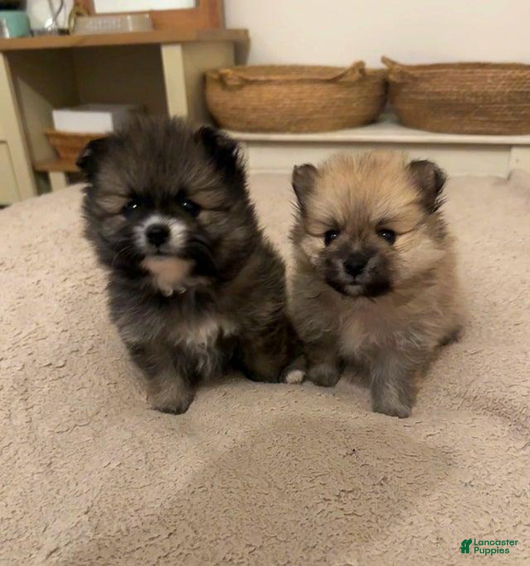 Pomeranian dogs for sale: Molly - Ad 26