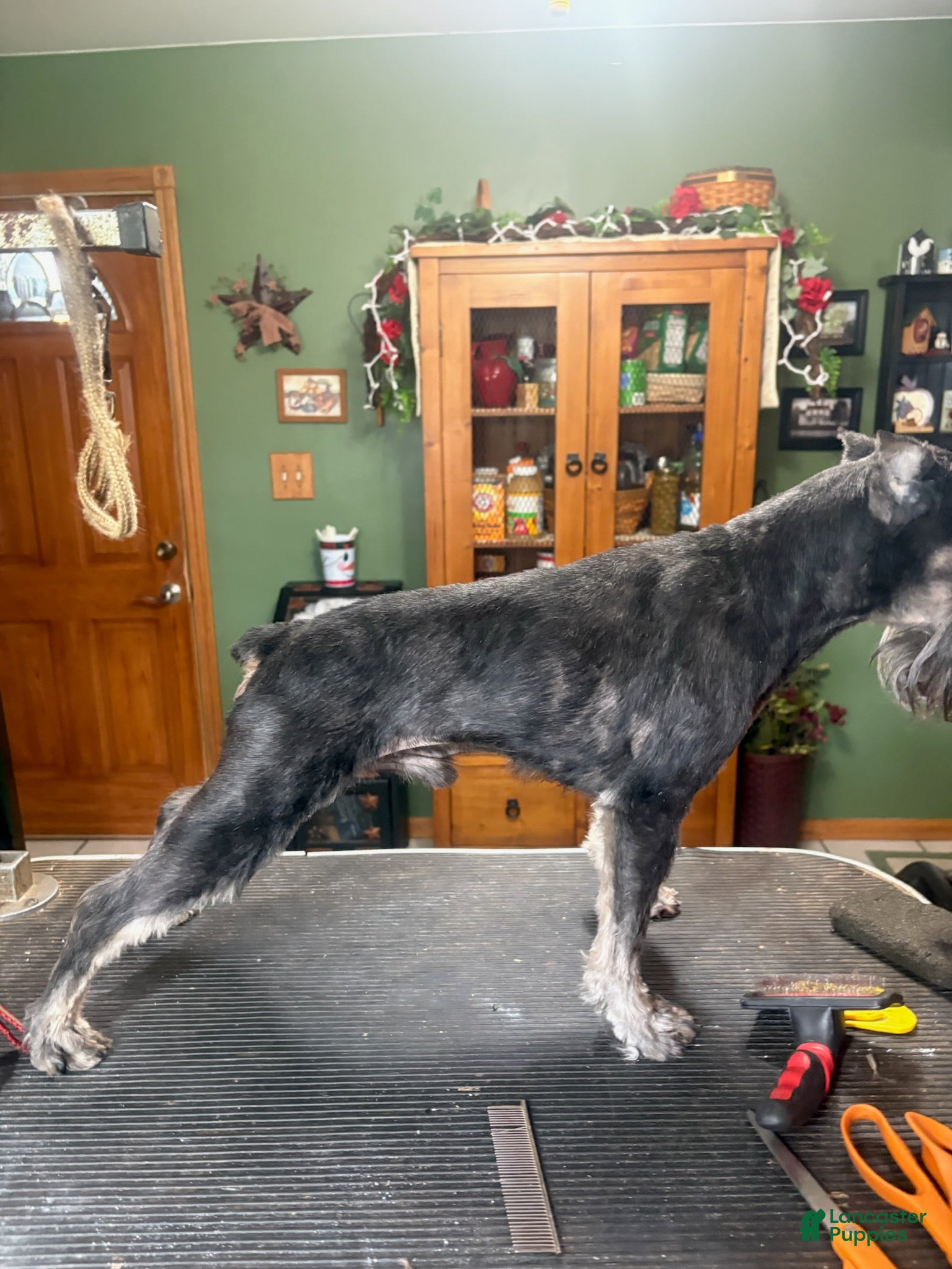 Miniature Schnauzer dogs Purple Girl - Ad 2