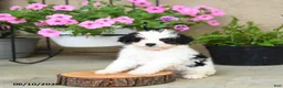 Mini Aussiedoodle dogs for sale: Pixel - Ad 3