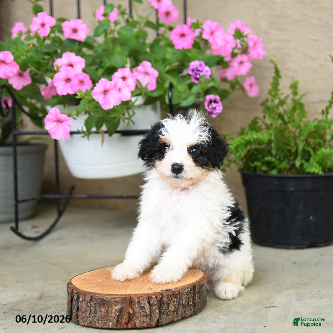 Mini Aussiedoodle dogs for sale: Pixel - Ad 3